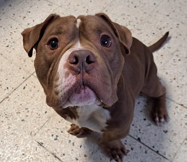 OTTIS