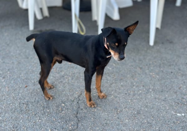 NILO
