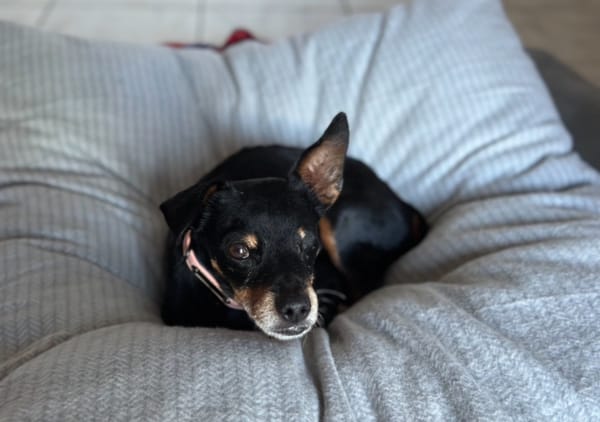 NILO