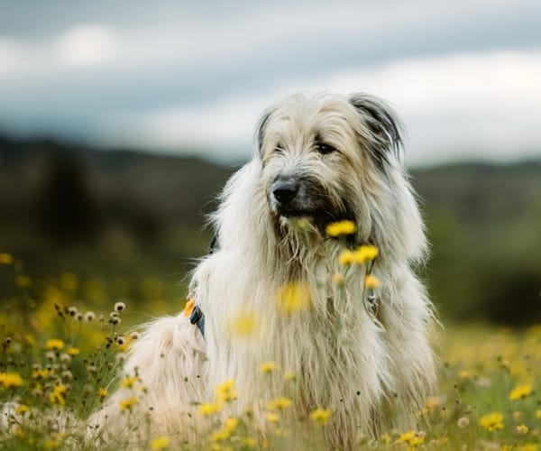 Odin