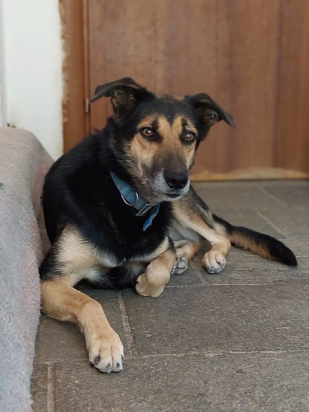 Nala