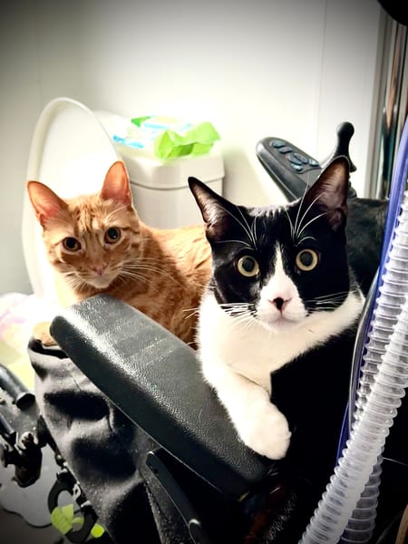 FÍGARO Y FRIDA