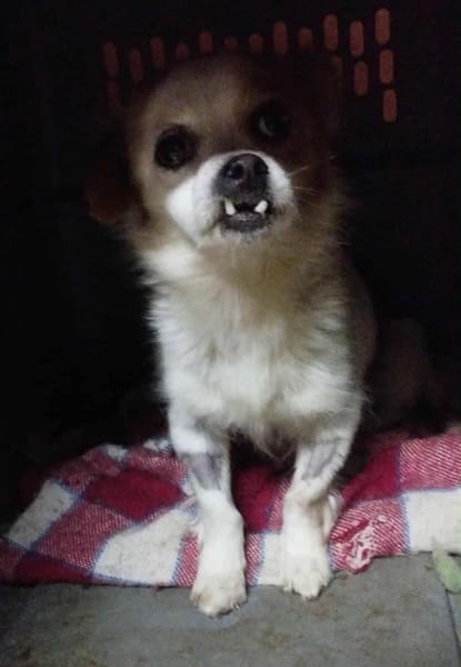 DEBBY