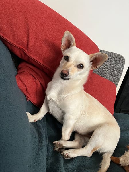 ANOUK