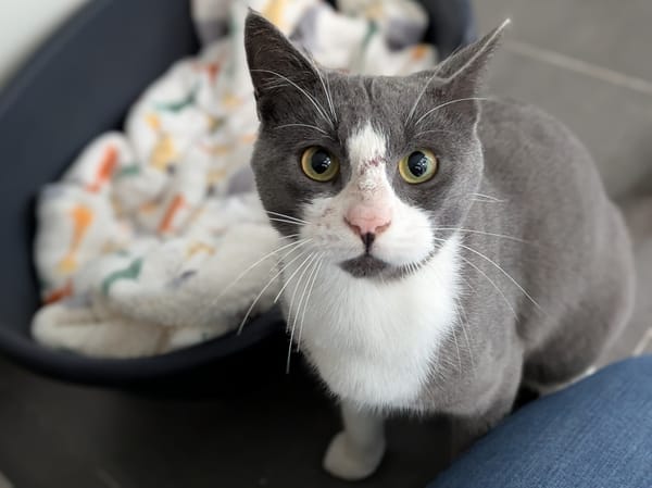 TOM