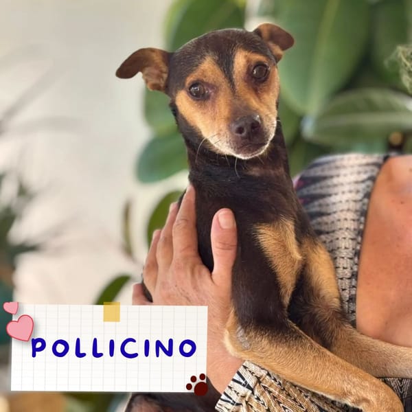 Pollicino