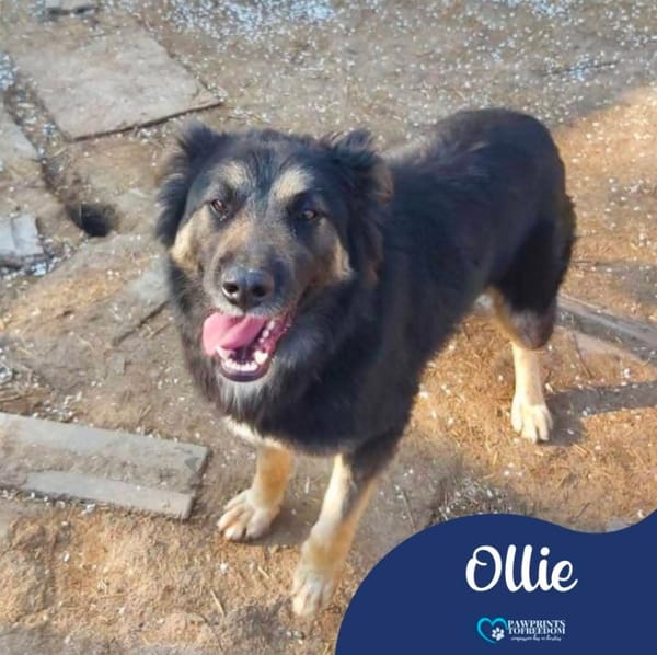 Ollie