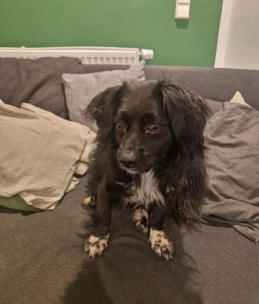 Tino, kleiner Herzensbrecher sucht Dich