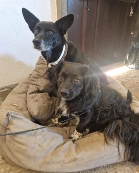 Tino, kleiner Herzensbrecher sucht Dich