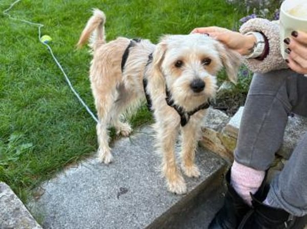 Oscar 1-jähriger Mischling sucht