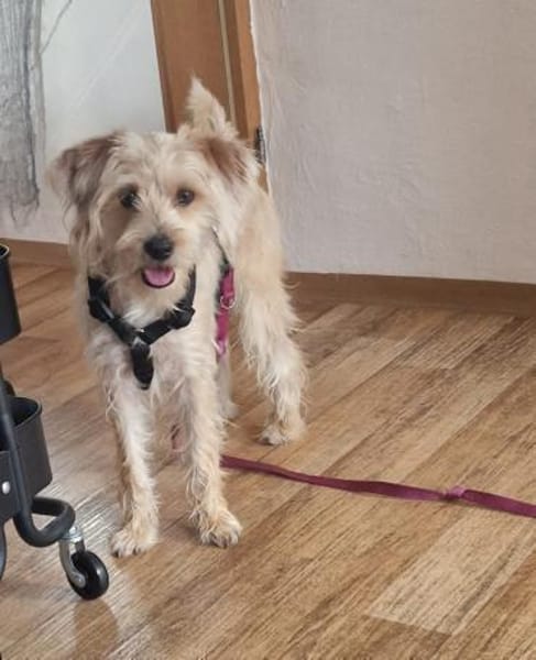 Oscar 1-jähriger Mischling sucht