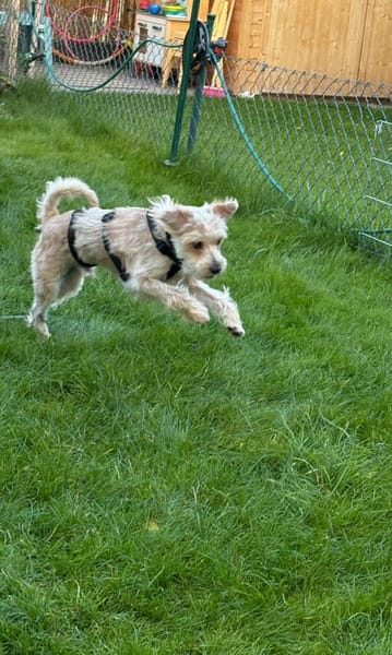 Oscar 1-jähriger Mischling sucht