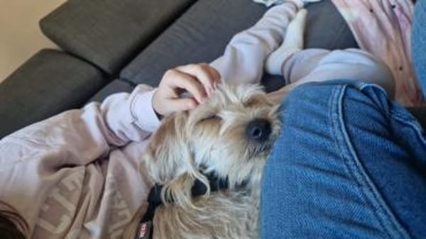 Oscar 1-jähriger Mischling sucht