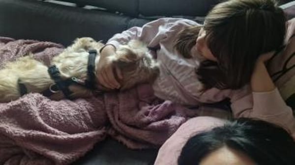 Oscar 1-jähriger Mischling sucht