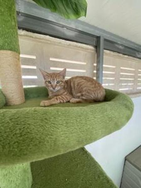Ingwerfarbiger junger Kater Cornelius
