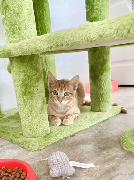 Ingwerfarbiger junger Kater Cornelius