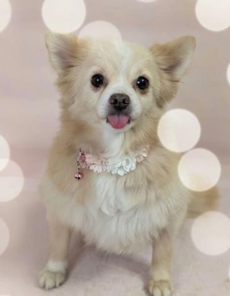 Raya, eine liebe 6-jährige spitz dame