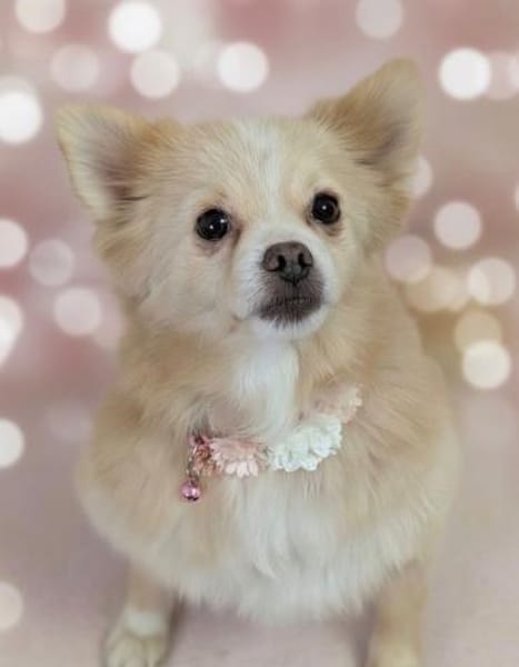Raya, eine liebe 6-jährige spitz dame