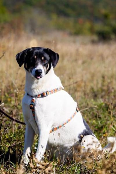 Belka 3 Jahre alt, eine perfekte 2. Hund
