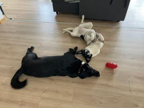 Belka 3 Jahre alt, eine perfekte 2. Hund