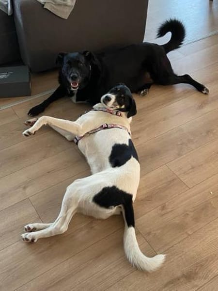 Belka 3 Jahre alt, eine perfekte 2. Hund