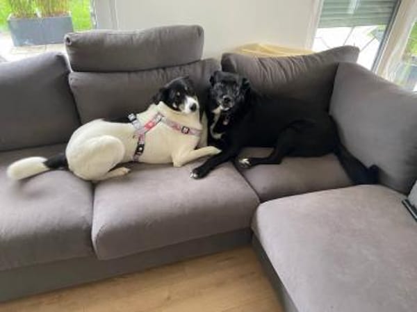 Belka 3 Jahre alt, eine perfekte 2. Hund