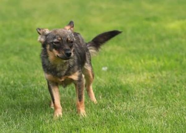 Toffee - Dorfprinzessin