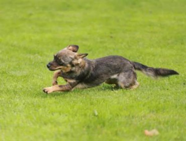 Toffee - Dorfprinzessin