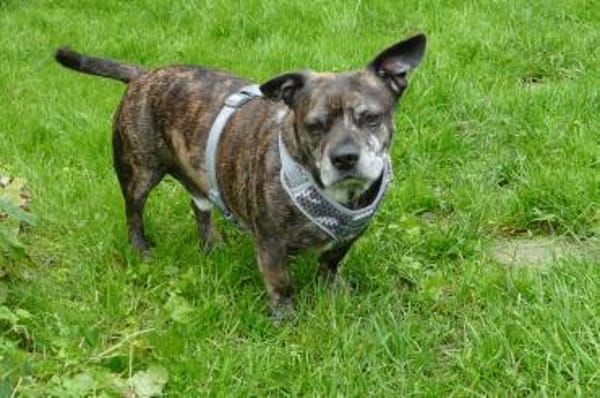 Henry sucht ein neues Zuhause