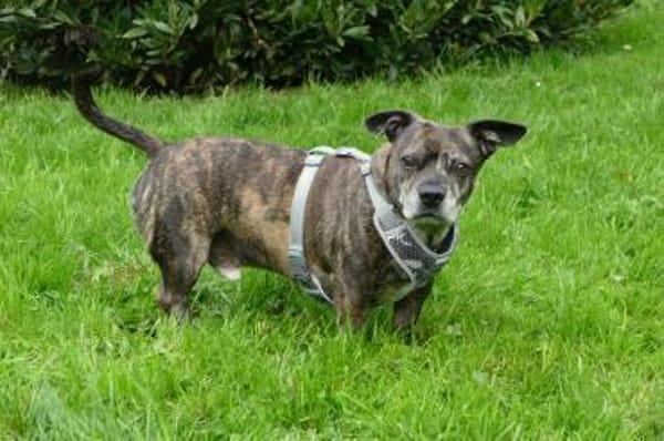 Henry sucht ein neues Zuhause