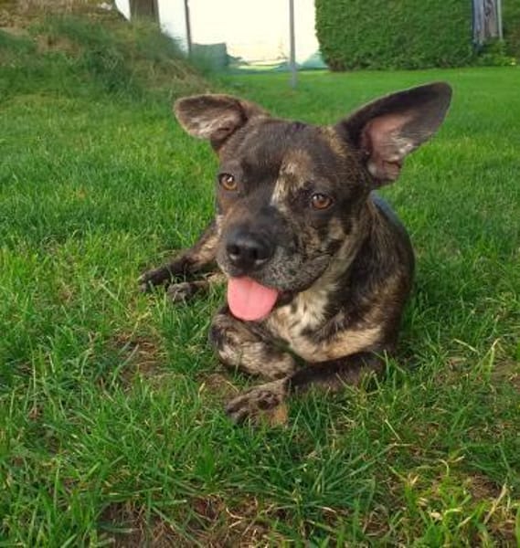 Henry sucht ein neues Zuhause