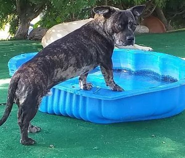 Henry sucht ein neues Zuhause