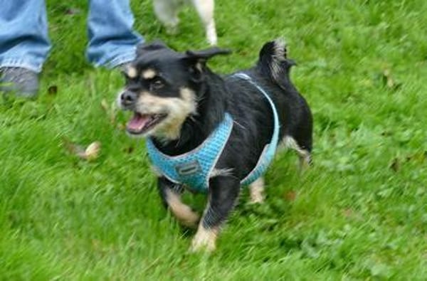 Fritz sucht ein neues Zuhause