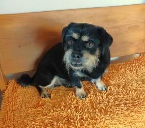 Fritz sucht ein neues Zuhause