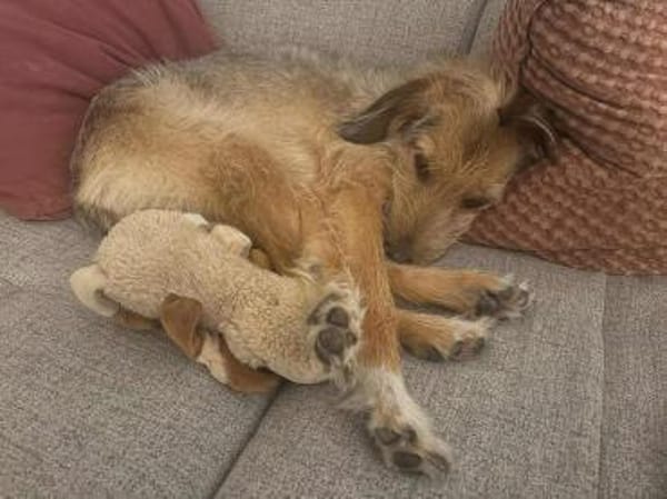 Layla - Einzelprinzessin