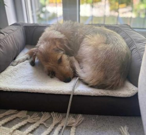 Layla - Einzelprinzessin