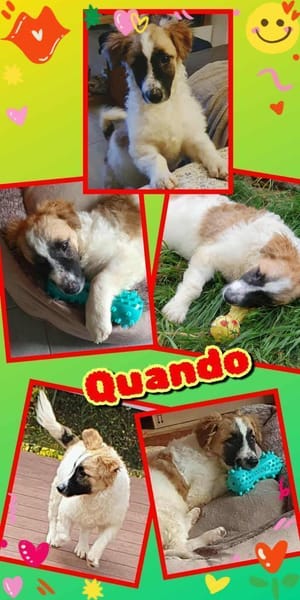 Hübscher Quando auf Pflegestelle!