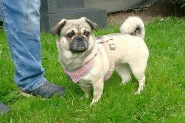 Rosi sucht ein neues Zuhause