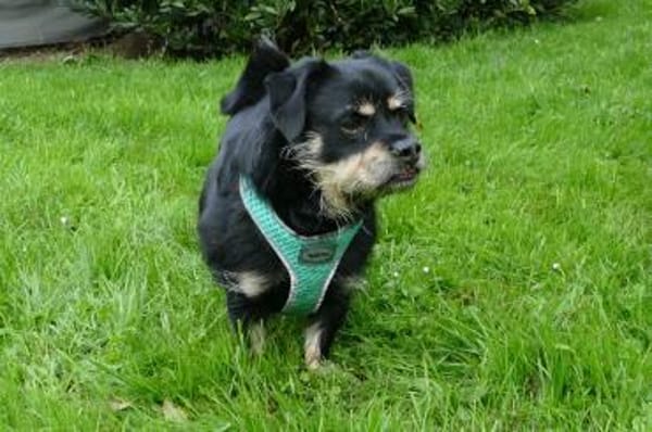 Hannes sucht eine neues Zuhause