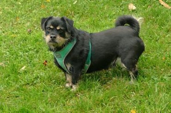 Hannes sucht eine neues Zuhause