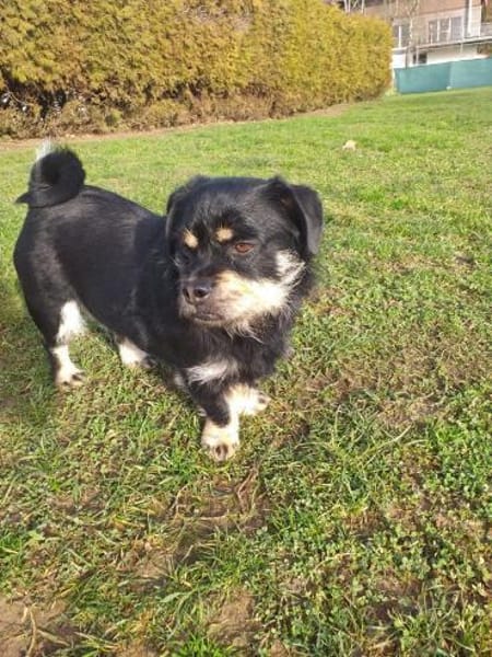 Hannes sucht eine neues Zuhause