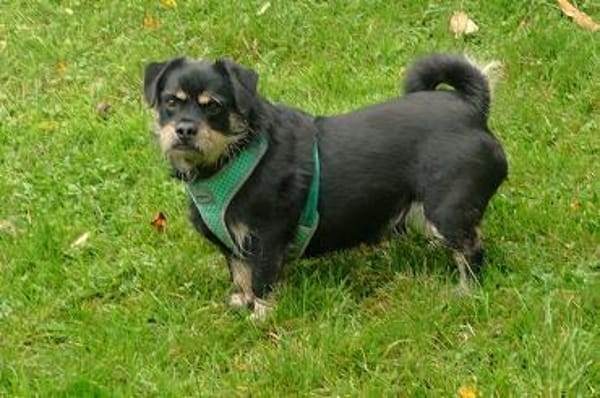 Hannes sucht eine neues Zuhause