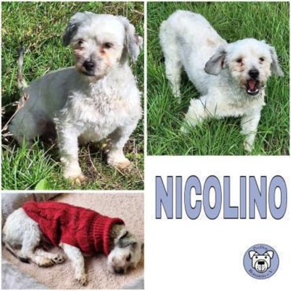 NICOLINO -idealer Familienhund-