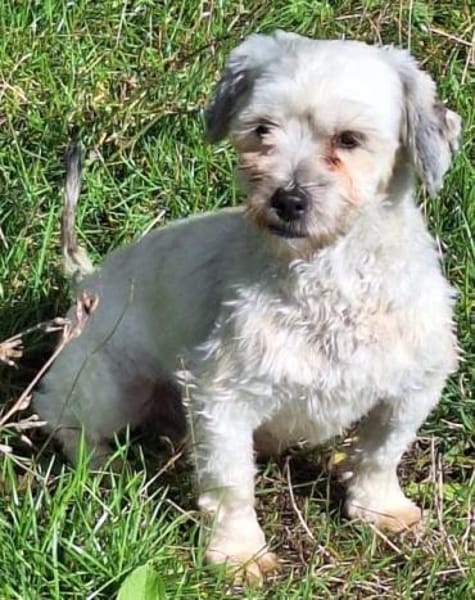 NICOLINO -idealer Familienhund-