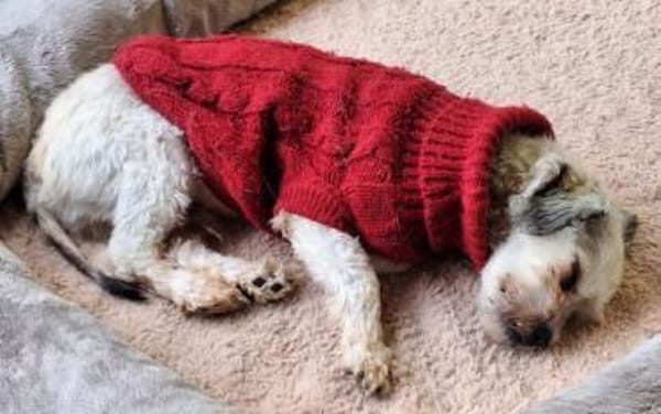 NICOLINO -idealer Familienhund-
