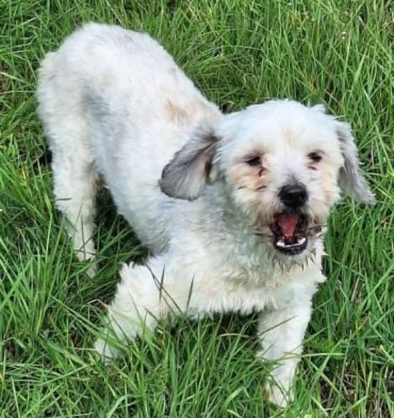 NICOLINO -idealer Familienhund-
