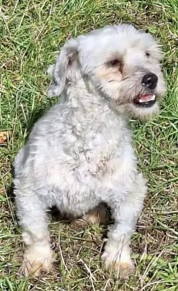 NICOLINO -idealer Familienhund-