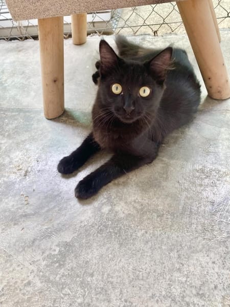 Langhaariges Katzenmädchen Tara