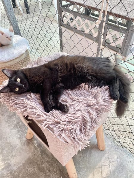 Langhaariges Katzenmädchen Tara