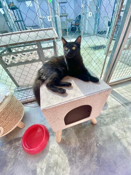 Langhaariges Katzenmädchen Tara